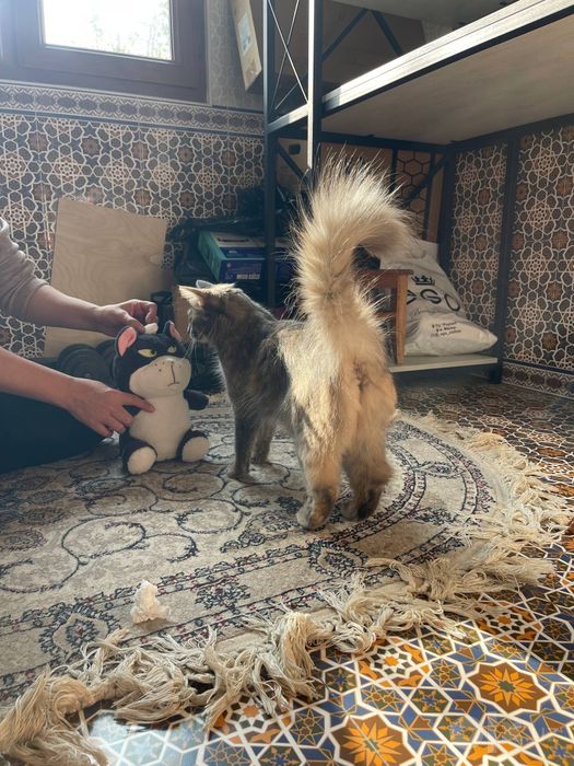 Meynkun Maine Coon zotli mushuk 4oylik