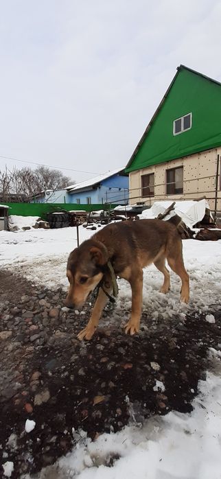 Продам щенок САО