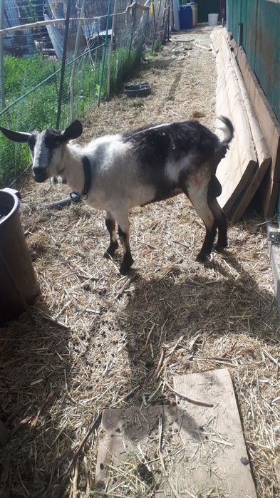 Продам  коз англо нуби .Покрытые