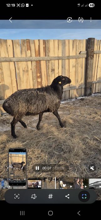 Кошкар гиссар сатылад