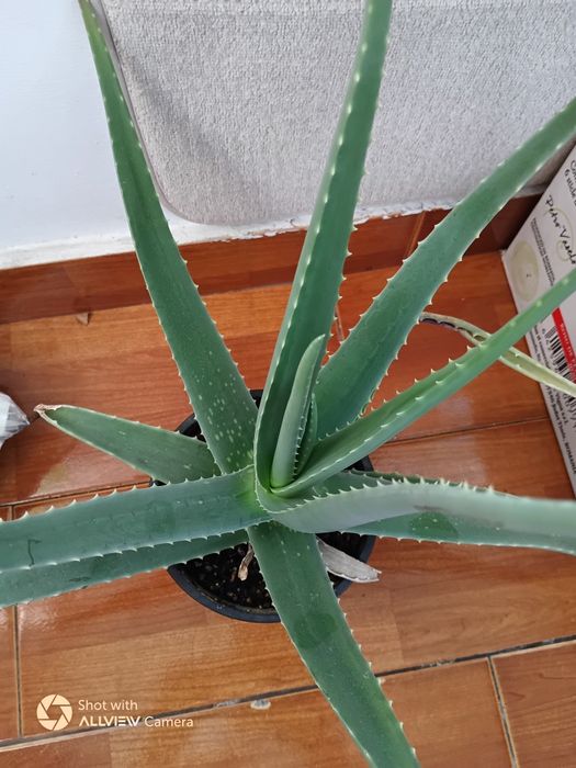 Vind Aloe Vera originară