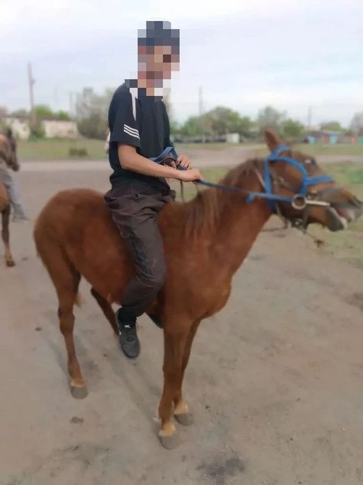 Продам лошадь (кобыла)