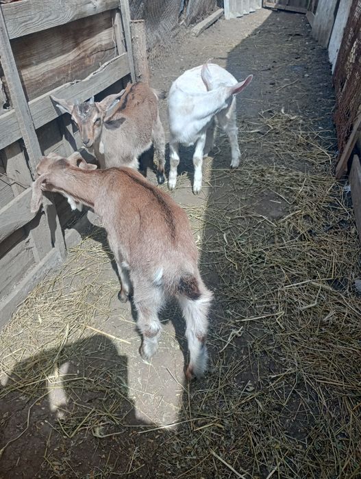 Vând Iadă și țap