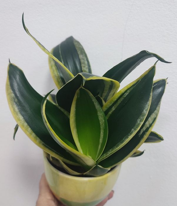 сансевиерии растения комнатные