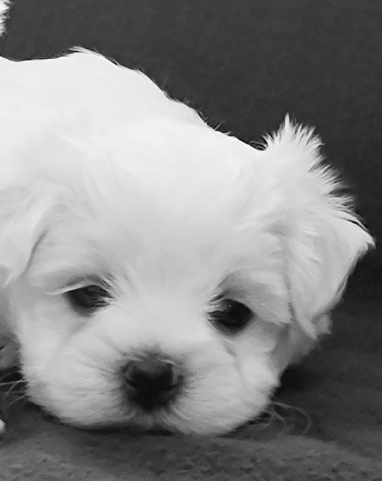 Малтийска болонка-момчета