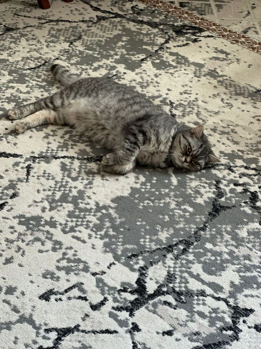 Шотландская  коренная ДАРОМ