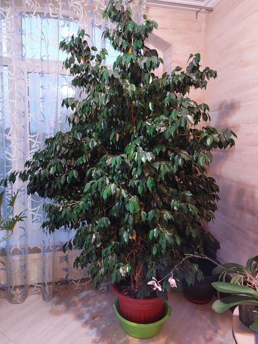 Продам фикус Бенджамина