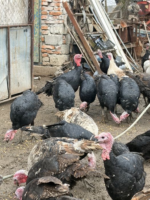 Curci și curcani de vânzare – crescuți acasă