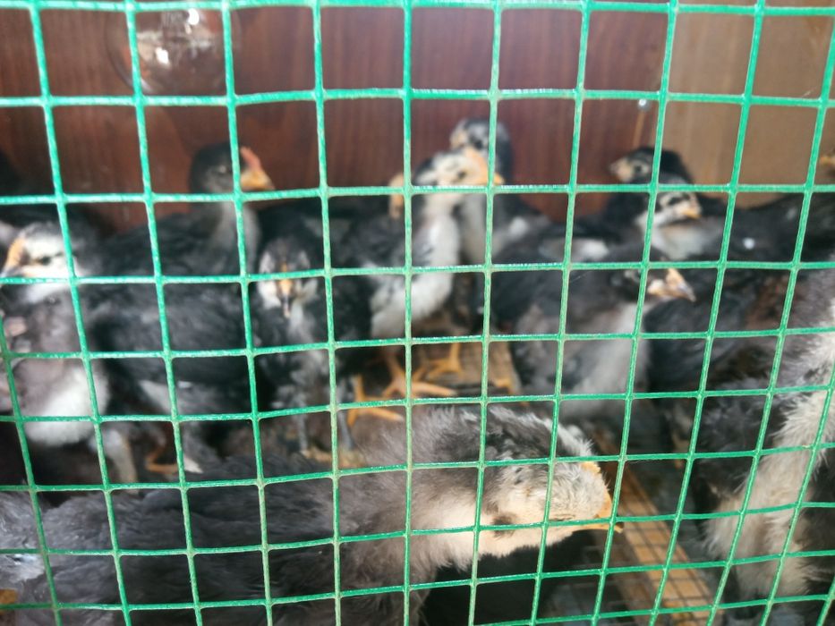 Jo'jalar Жужалар sotiladi