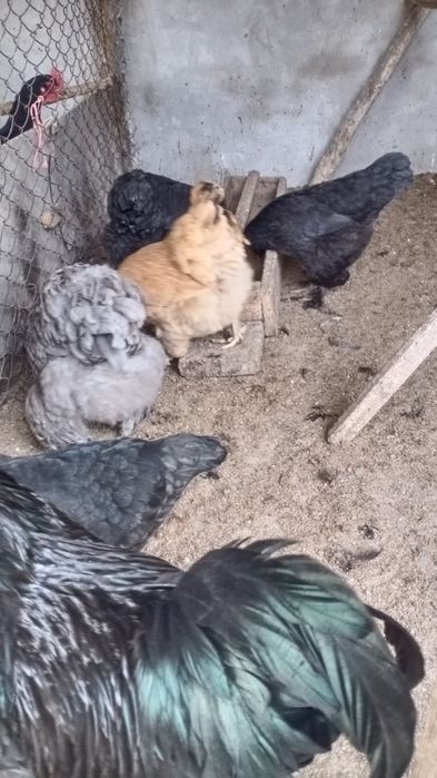 Хонаки товуклар тухумлари