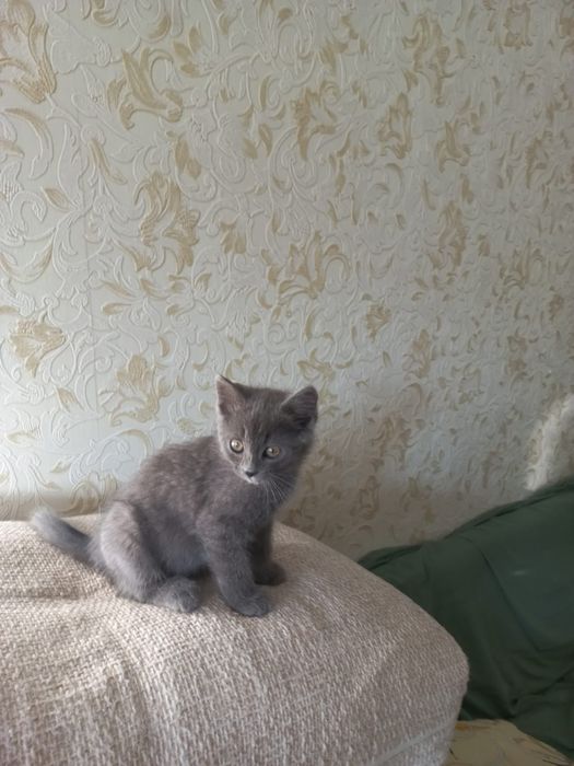 Котенок в добрые руки
