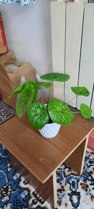 Комнатные цветы красивые