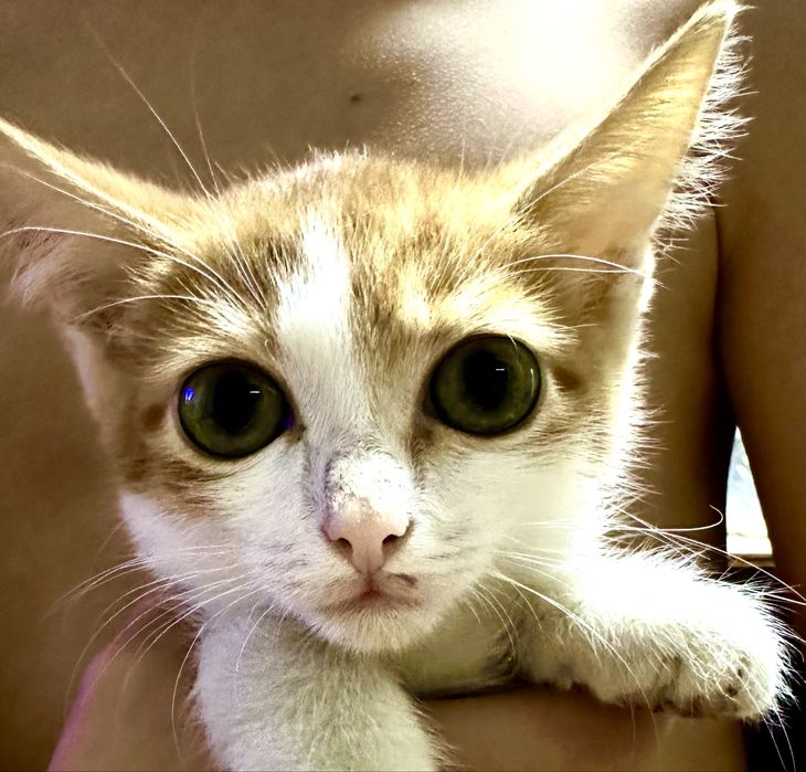 Котята ручные добрые