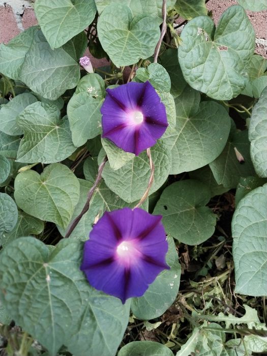 Семена вьюнков свежие