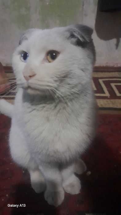 Skotish fold mushuk zoti.Yosh mushuk.Emlangan.