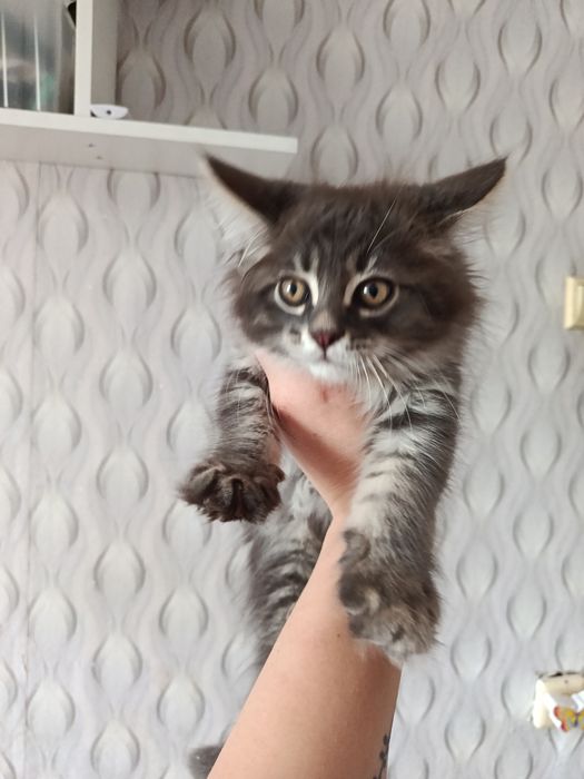 Продам милых котят Мейн-кун