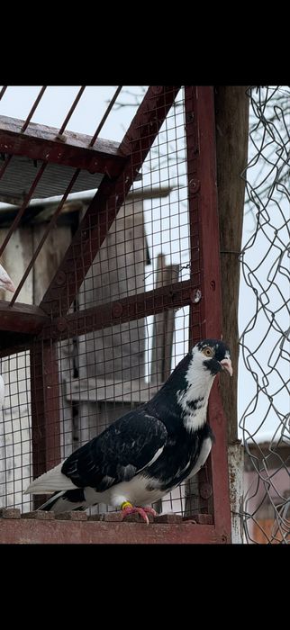 De vanzare porumbei ornament