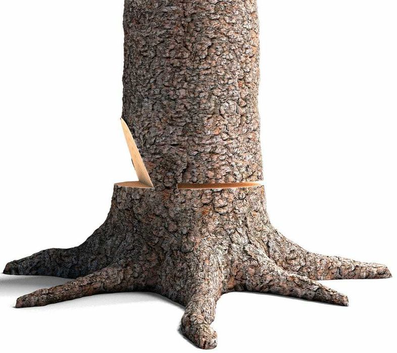 Рязане опасни дървета