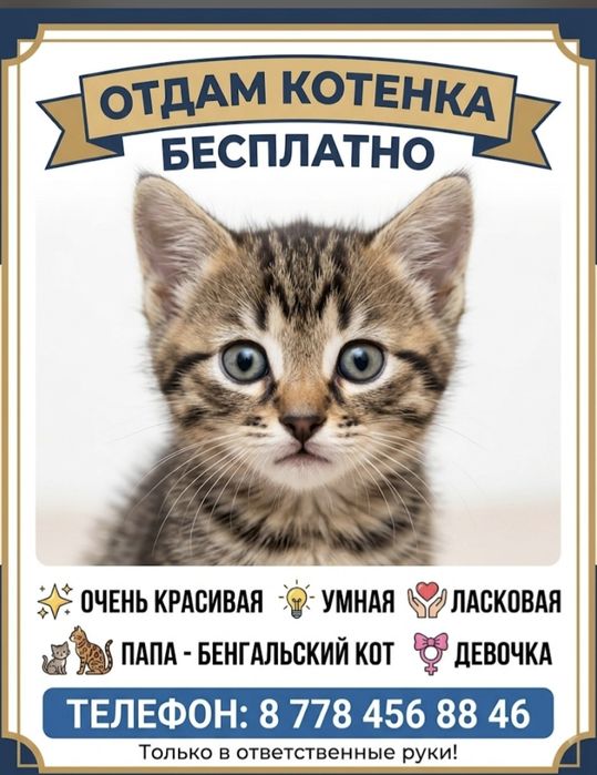 Отдам котенка бенгалка