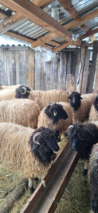 Vând Mieluțe și Berbecuți de prăsilă _ Vârstă sub 1 an