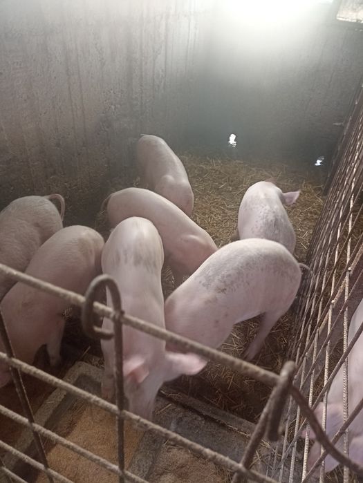 De vânzare Coteț de beton