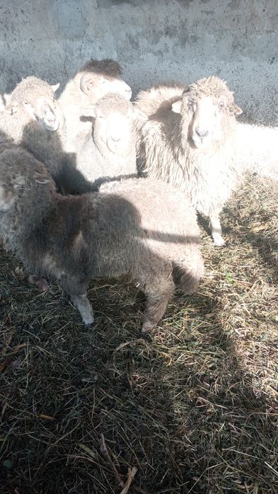 Oi gestante de vanzare