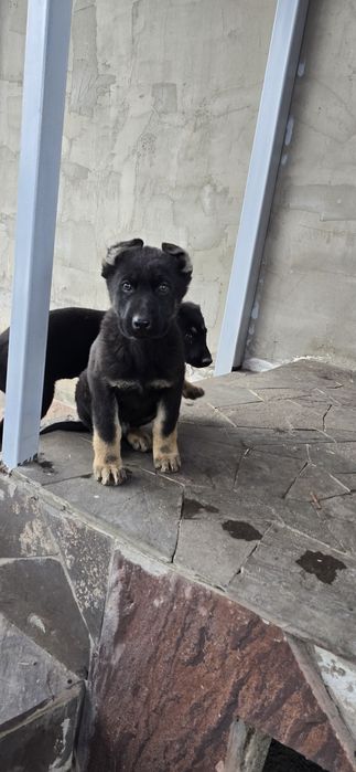 Восточной европейская овчарка