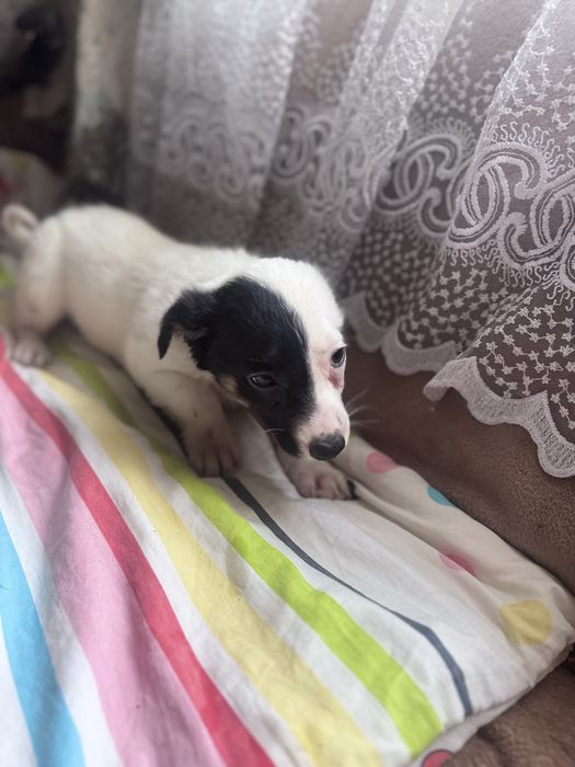 Отдам щенков бесплатно