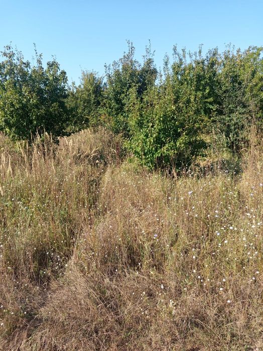 TEREN INTRAVILAN 4.000 mp CIOLPANI Lângă pădure, acces rapid DN1, toate utilitățile Pret NEGOCIANIL
