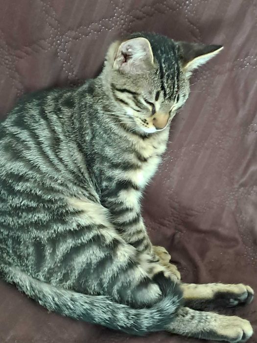 Dau pentru adoptie pui pisica tigrata