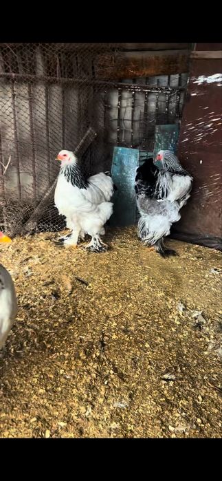 Продам светлая палевой брамы