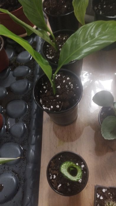 Продам цветок женское счастье