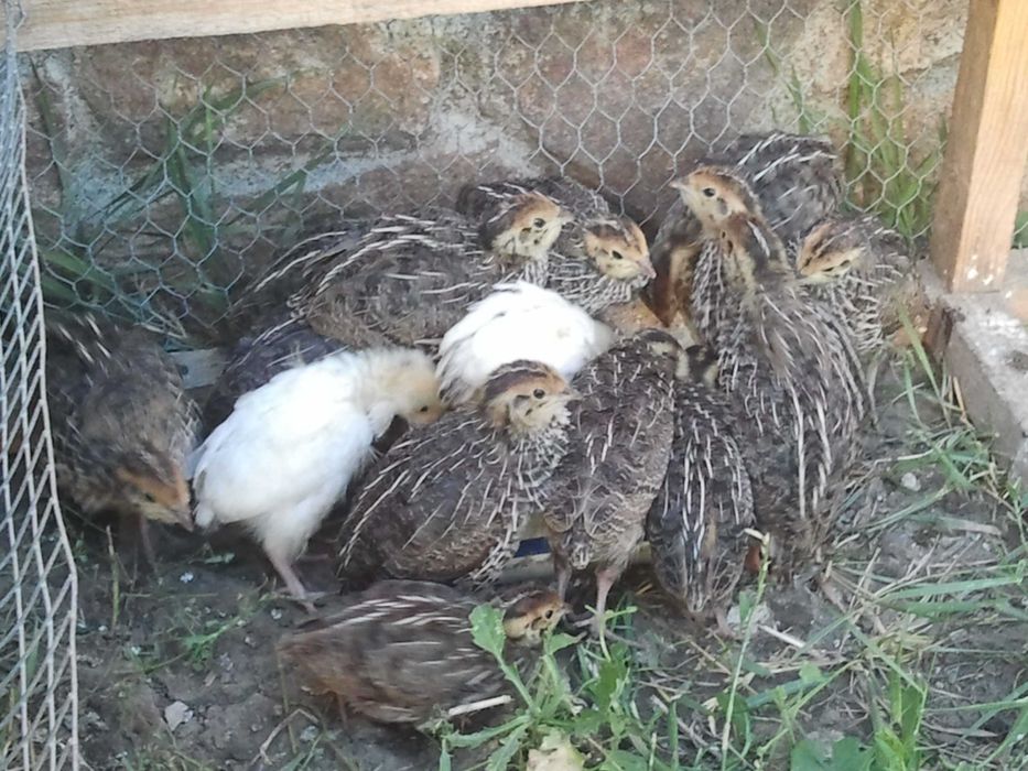 Пъдпъдъци мъжки и стари женски