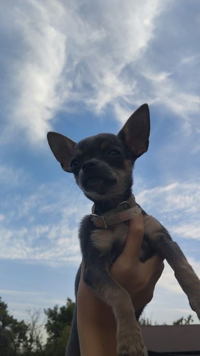 Чихуахуа кабель вязка