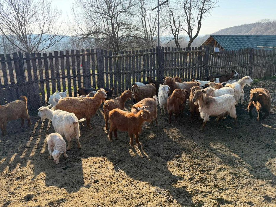 Vând 40 CAPRE fără coarne cu iezi – bune de carne şi de lapte
