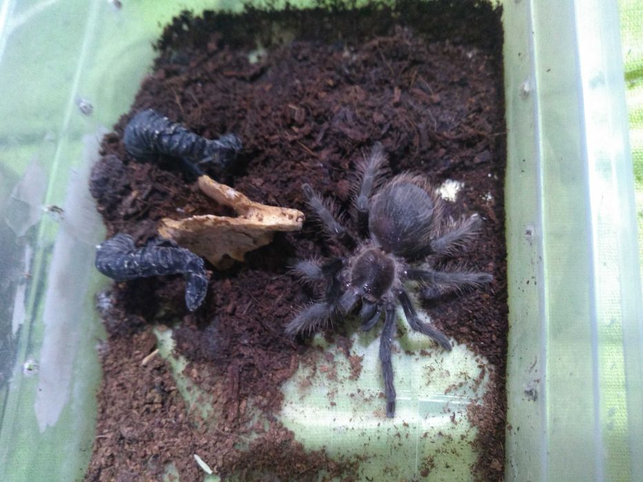 Тарантула tarantula