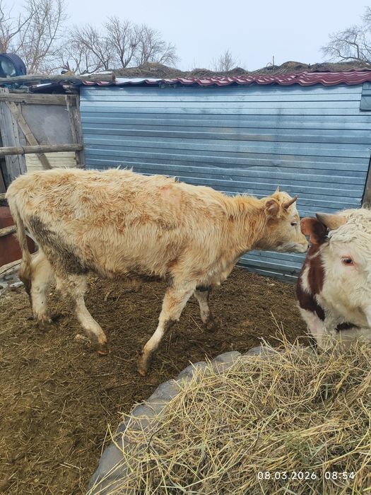 Продам стельную тёлку.