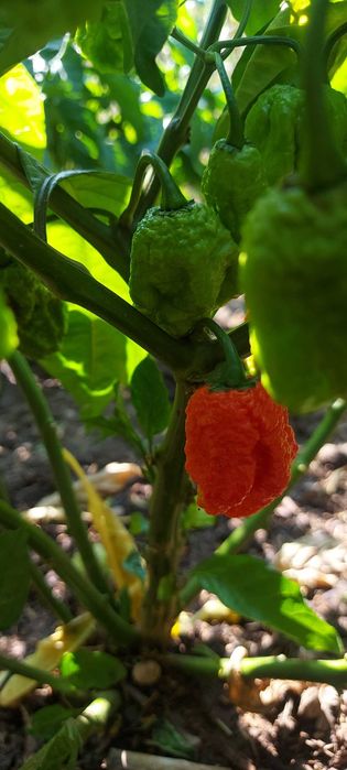Най-лютата чушка в света – Carolina Reaper