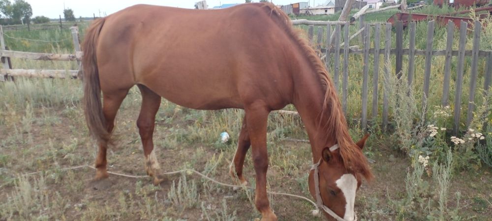 Продам кобылу хорошая крупная