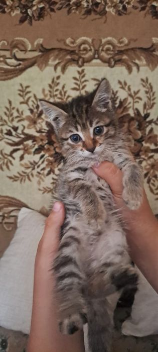 Котенок срочно ищет дом