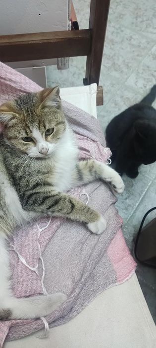 подаряват се котенца