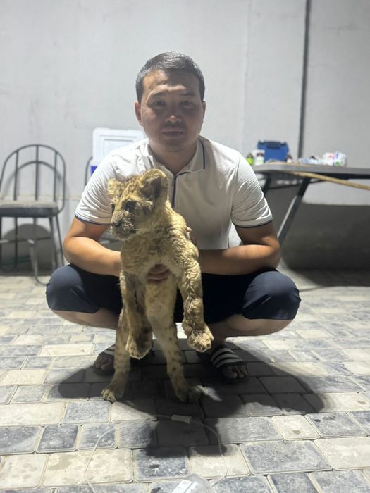 Ветеринарный врач (вызов ветеринарная помощь но дом)