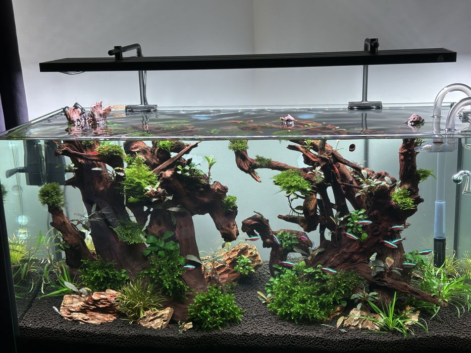 Acvariu 200 high-tecg, filtru Oase 850,lampa profesionala, co2 acvariu