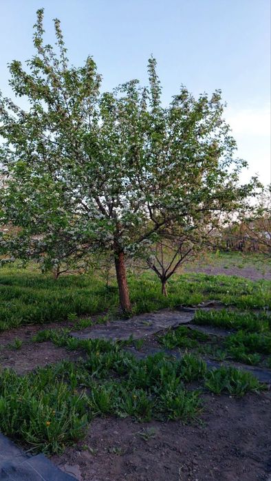 Продам дом с.Украинка