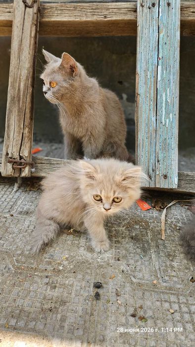 Кошки шотландские
