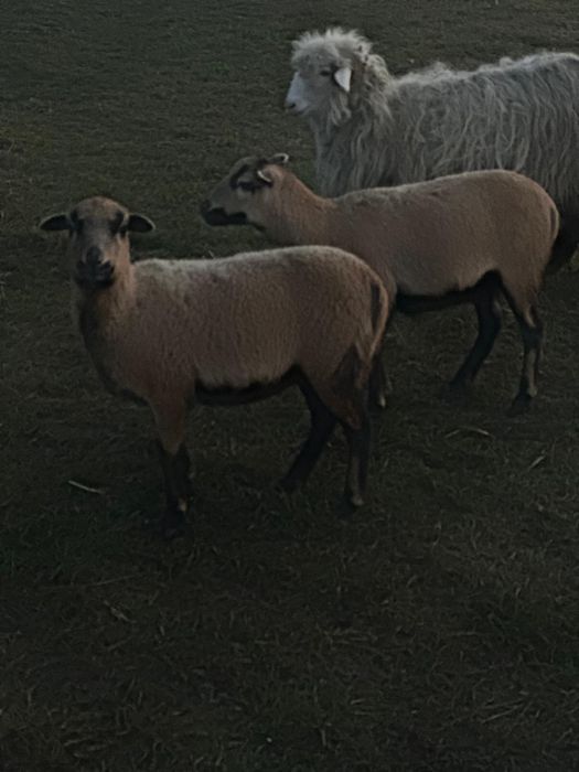 Oi de Camerun si Berbec