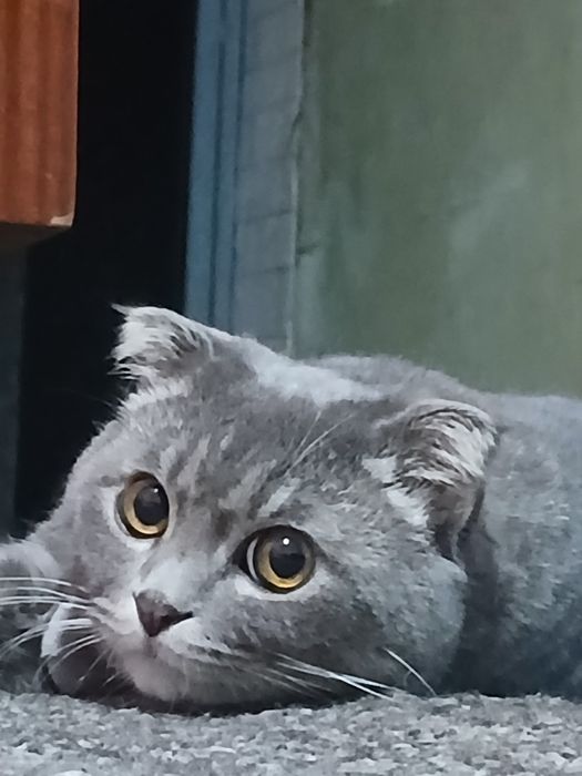 Продаются котята