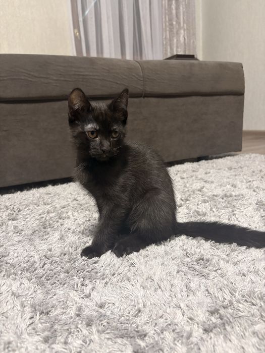 Котенок в хорошие руки