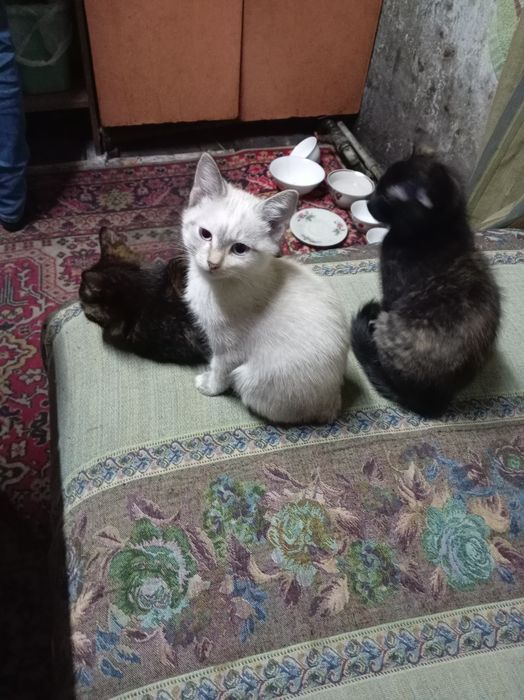 Отдам котят в хорошие руки