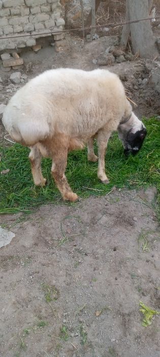 Кучкор сотилади 3 йошар